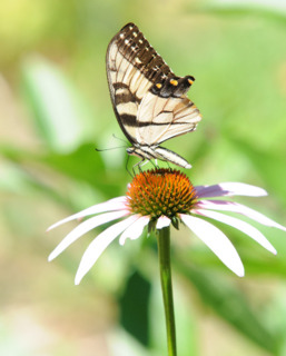 Butterfly on Single Flower