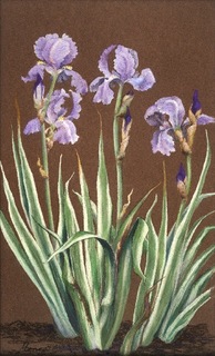 Varigated Iris